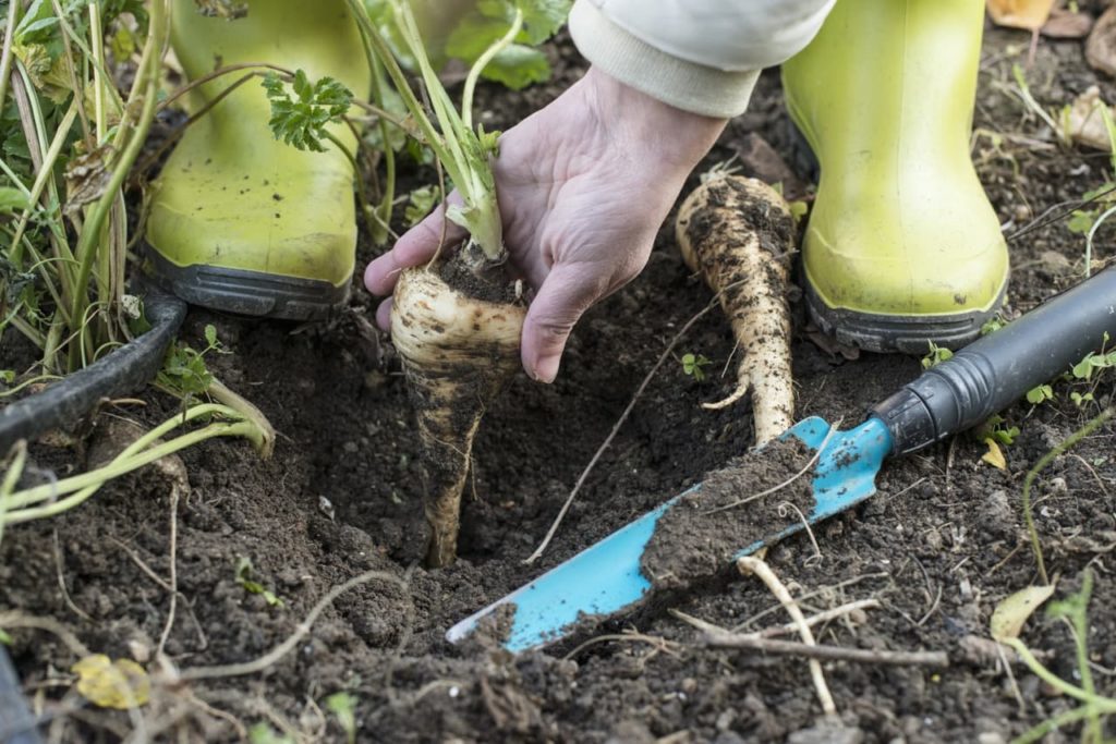 the root of a parsnip covered in soil being lifted up from the ground