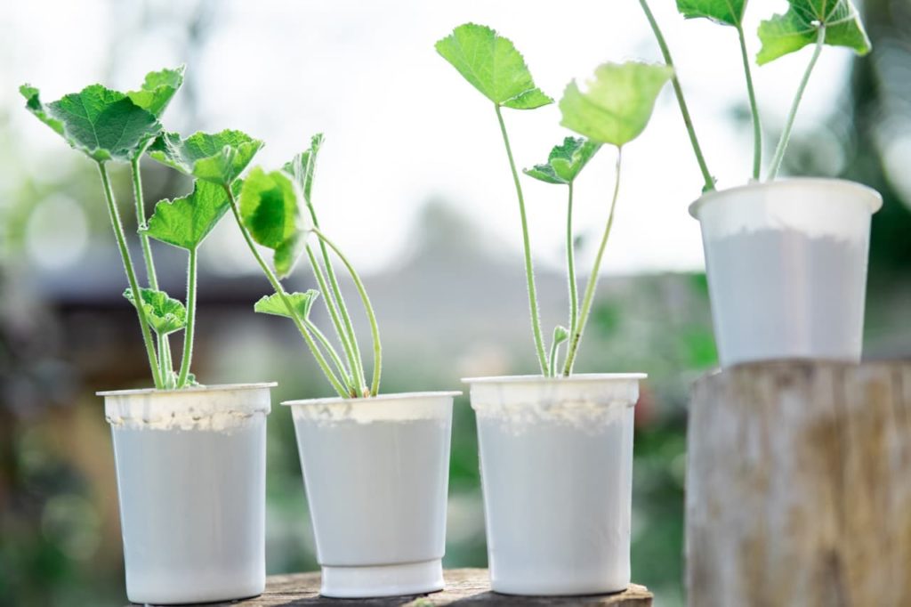 potted Alcea seedlings with frilly leaves on tall stems growing from plastic cups