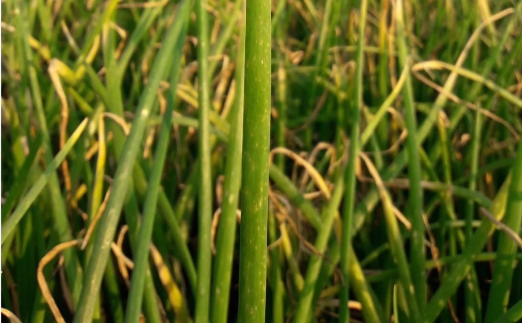 the yellowing leaves of an onion crop that has been affected by mildew