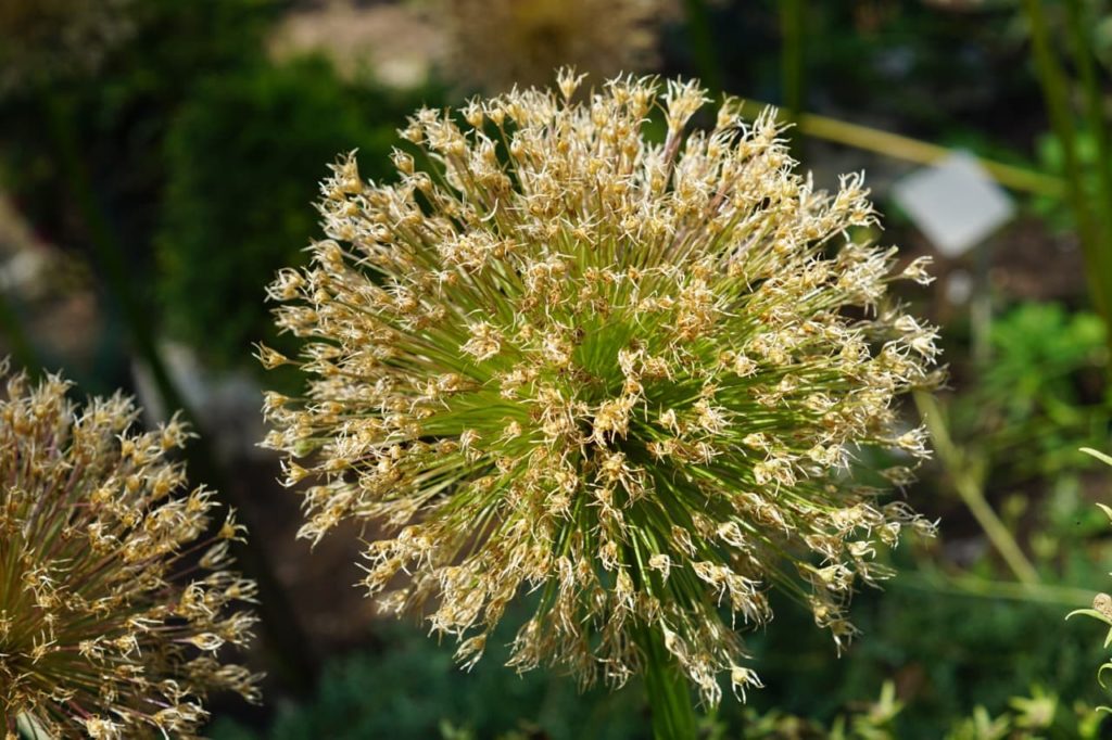 close-up of the dried inflorescences from an allium plant that is going to seed