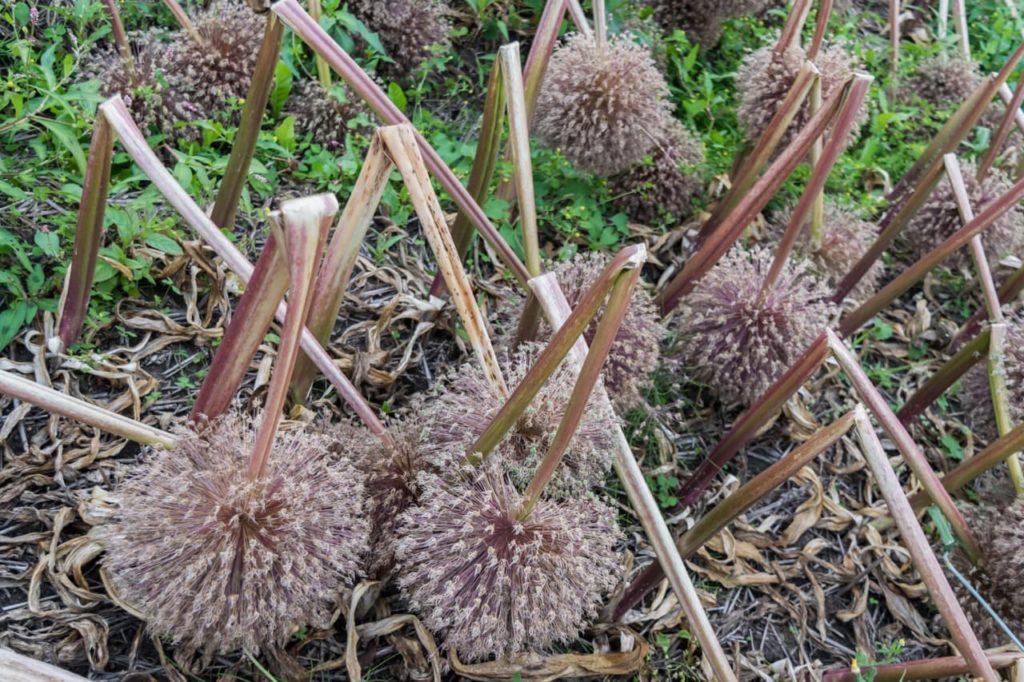 dried up allium foliage with bent, red stems that have been left to wilt in the garden