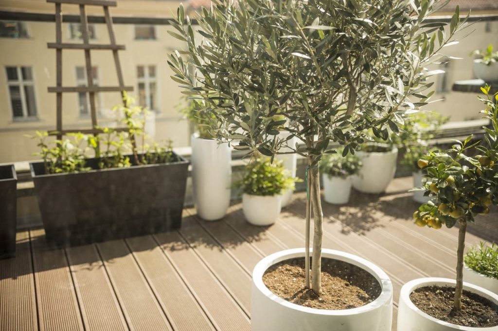 O. europaea in a white pot growing with some bamboo support and other potted plants on wooden decking