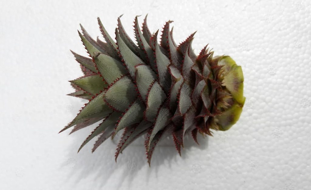 drying out the small crown of a A. comosus plant with green and purple leaves