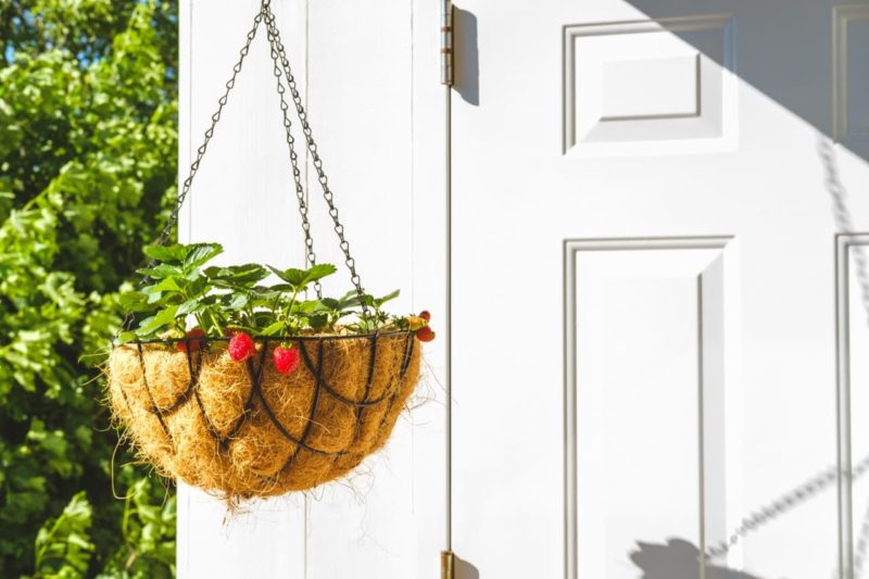 Growing Strawberries In Hanging Baskets In 7 Steps