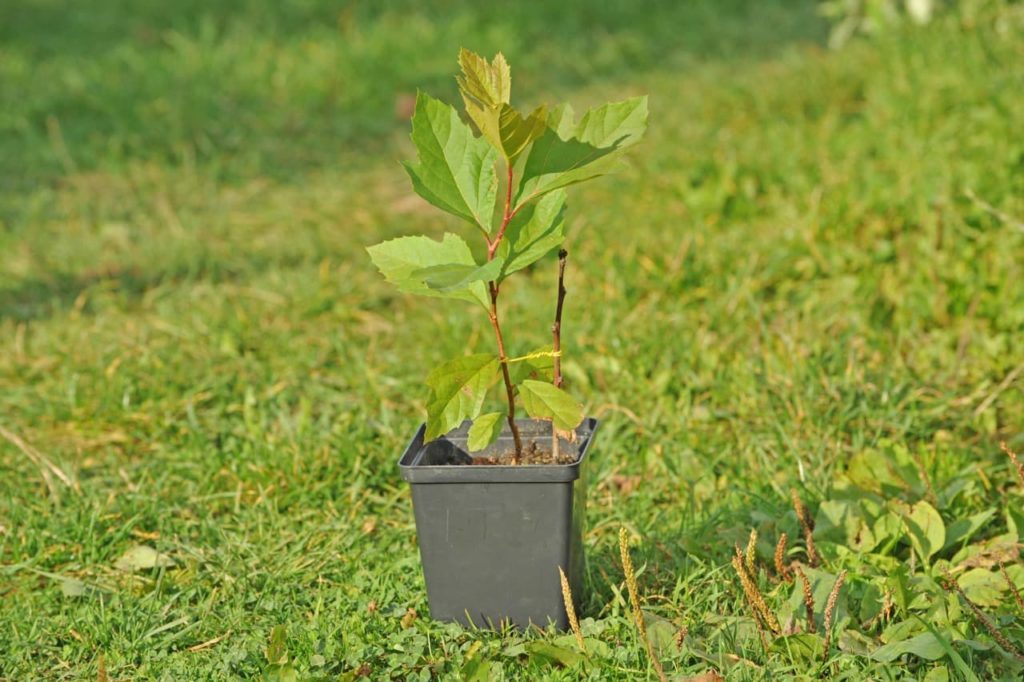 Acer pseudoplatanus seedling growing in a tiny pot with a few true serrated leaves