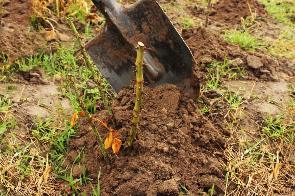 red spikes protruding from a green rose branch that has been planted into the ground outdoors using a shovel