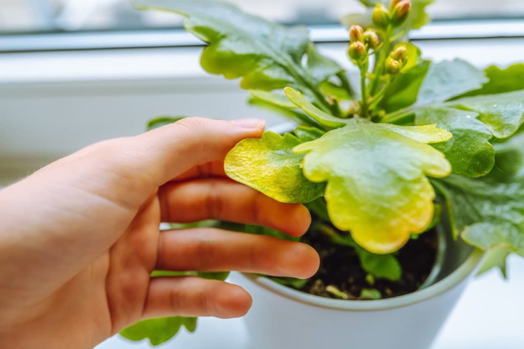 a hand examining the leaves of a potted kalanchoe growing on a windowsill