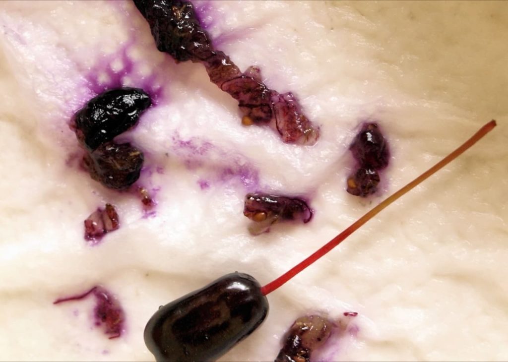 fuchsia seed pods opened up and left to dry on a kitchen towel