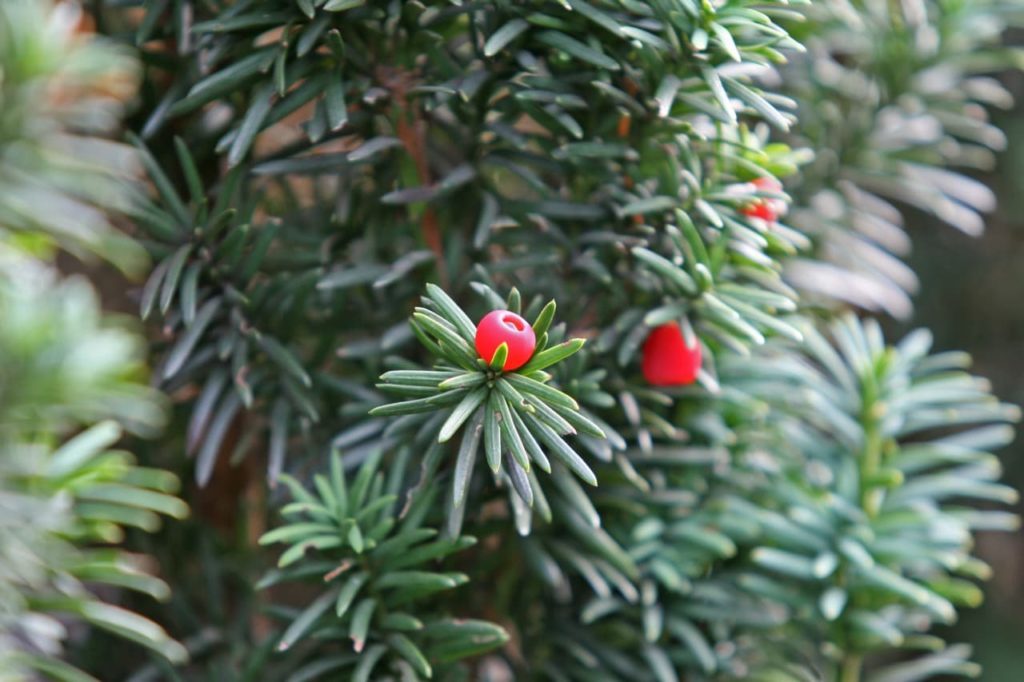 'Fastigiata Aureomarginata' yew tree with thin narrow leaves and round berries