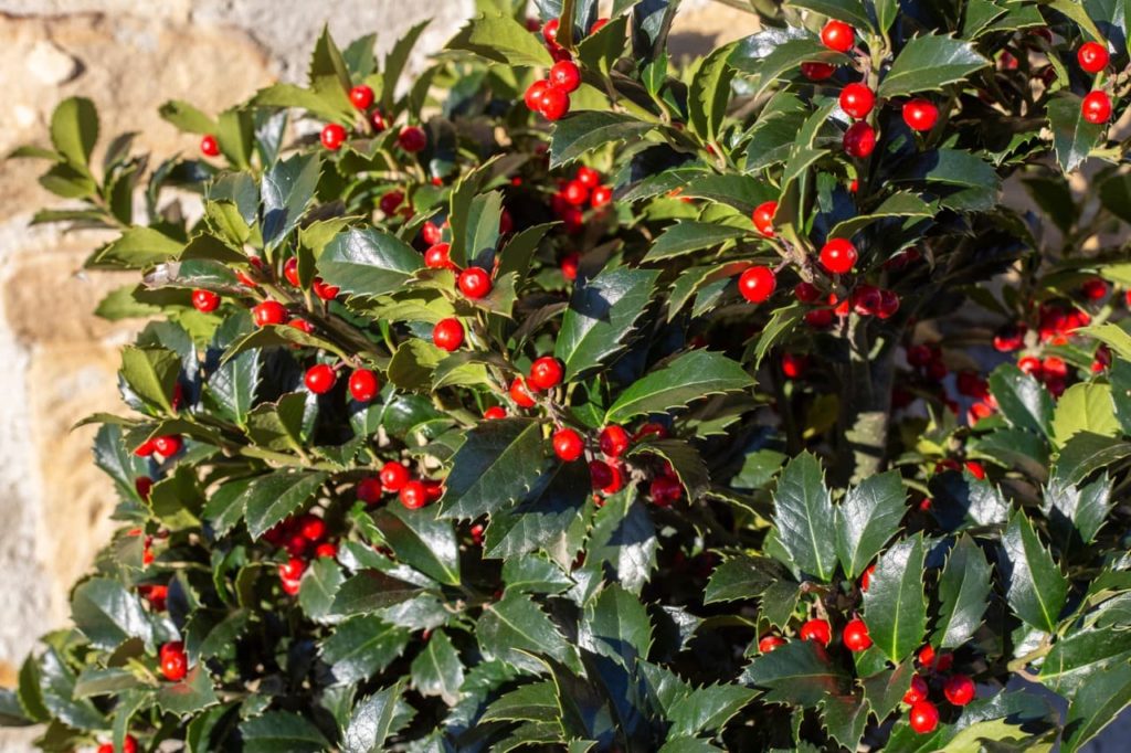 spiky dark green glossy leaves from a I. aquifolium 'Alaska' that is also bearing glossy red fruits