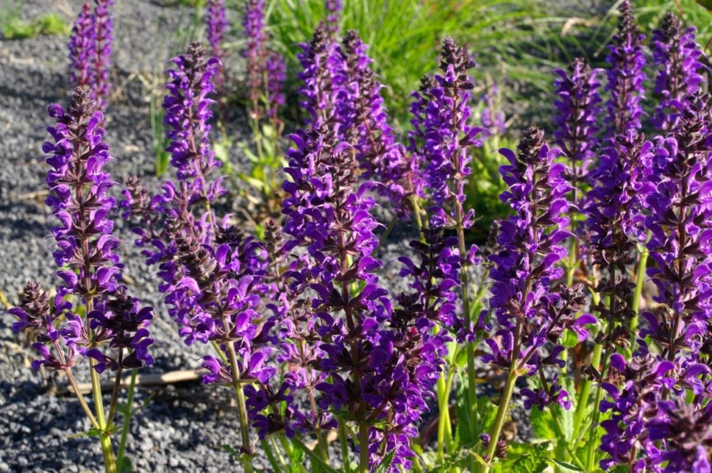 towering purple spires of S. nemorosa 'Mainacht' growing outdoors in the sunshine