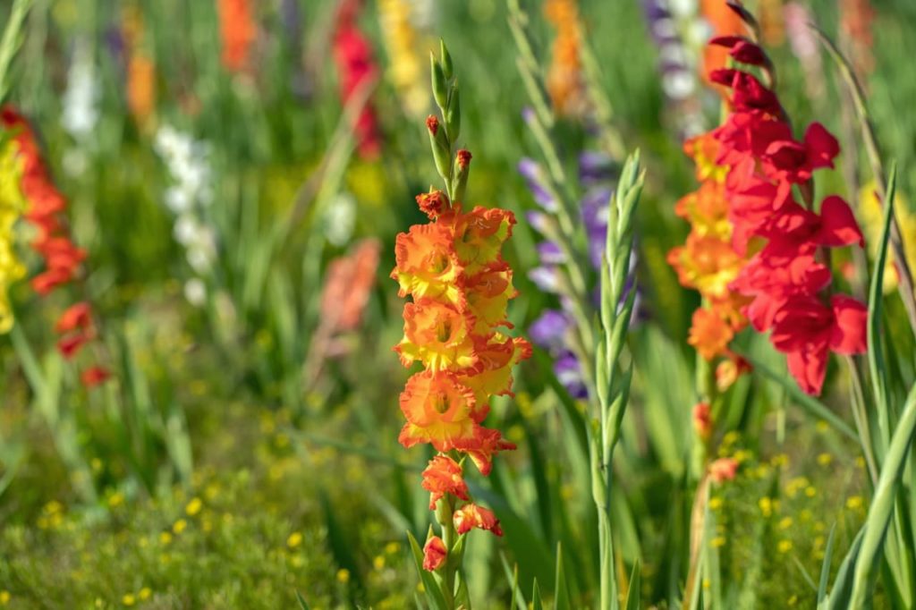 orange and red flowers borne on tall upright spires in a field of gladioli