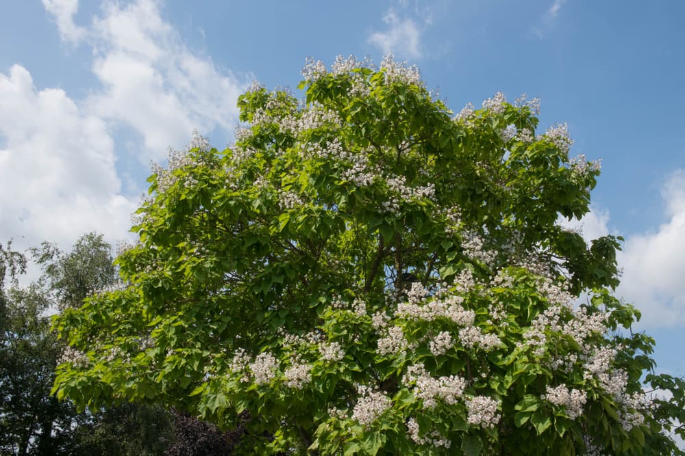 huge indian bean tree with cloudy blue sky in the background