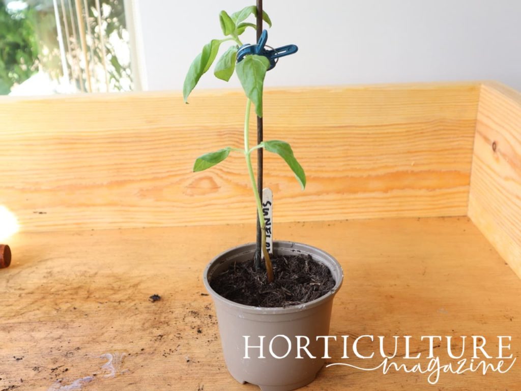 a sunflower seedling in a small pot supported by an upright cane
