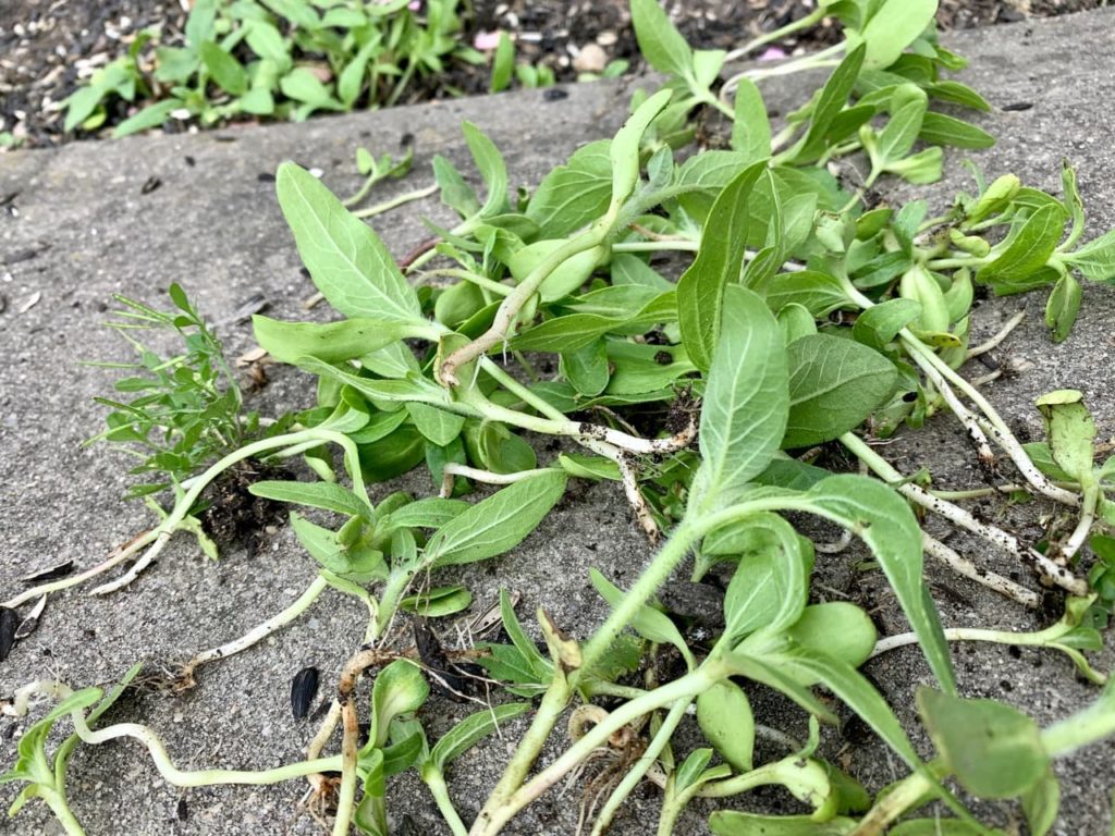 foliage that has been removed from a sunflower plant strewn across the floor