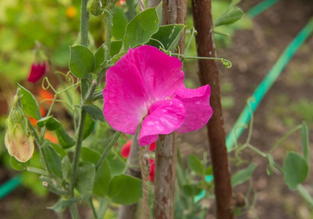 close-up of the bright pink flower of an L. odoratus plant