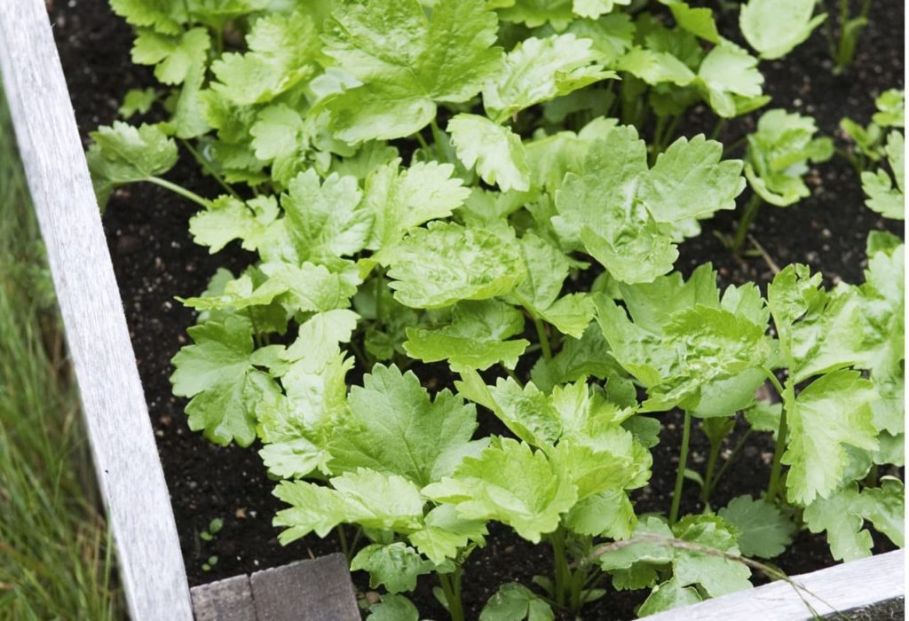 parsnip seedlings with slightly serrated leaves growing in a raised garden bed
