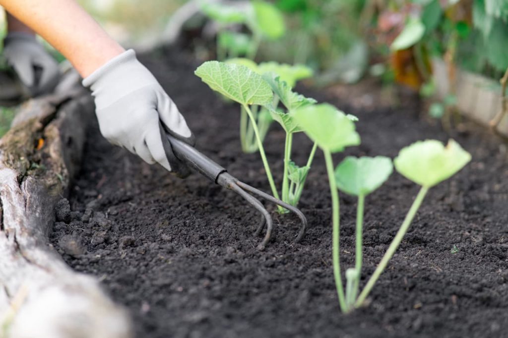 hollyhock seedlings growing in a row in a garden bed that is being tended to with a small garden rake