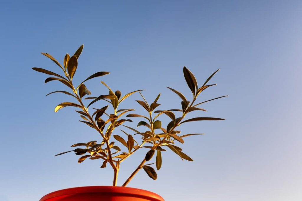 a blue sky behind a potted olive tree growing in the sun