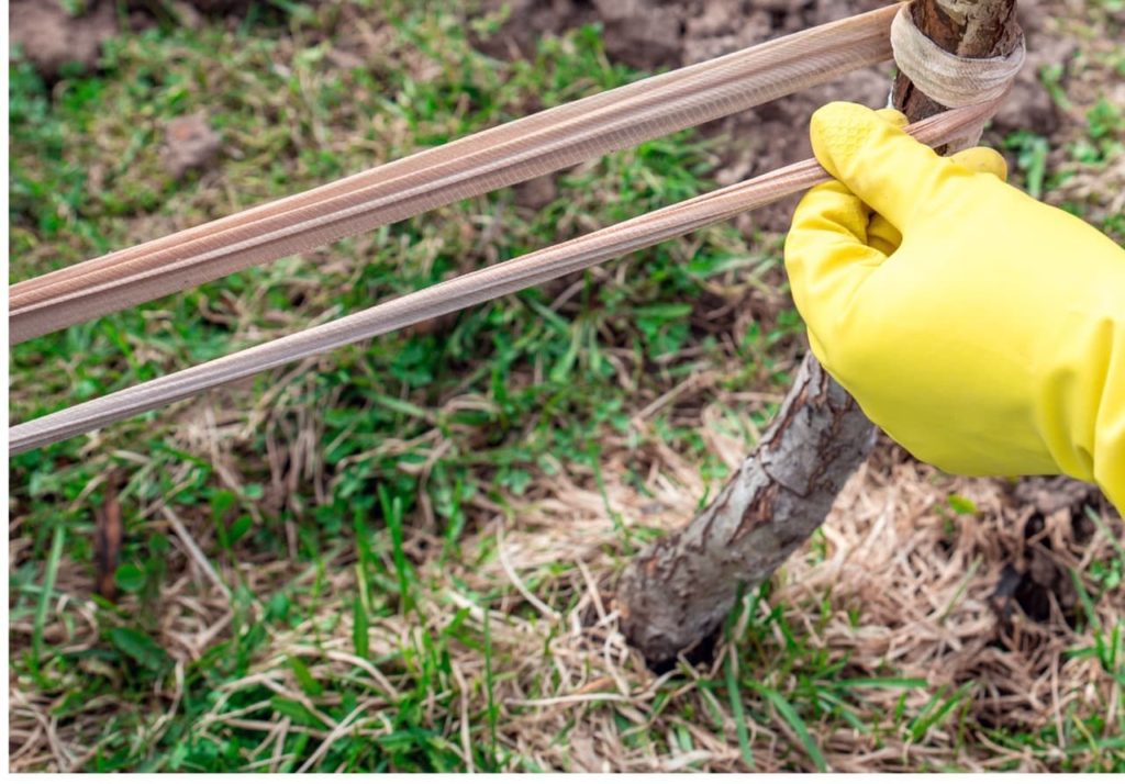 gardener wearing yellow rubber gloves tying a cloth support to a leaning fruit tree