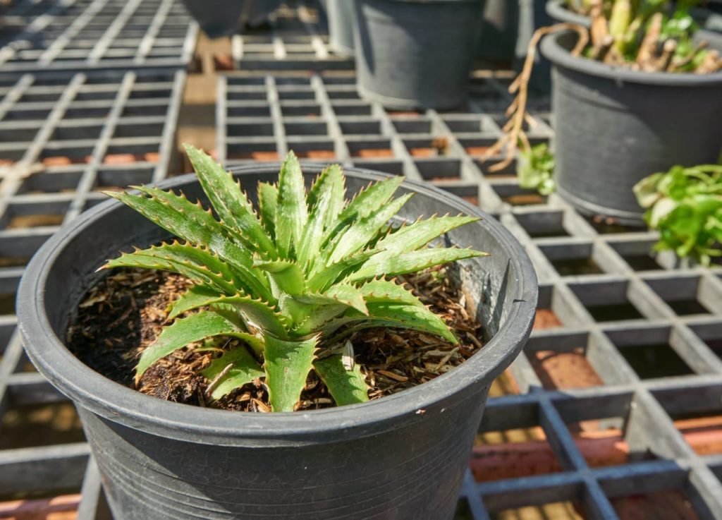 the small top of a pineapple in a pot covered in compost and sat in full sun