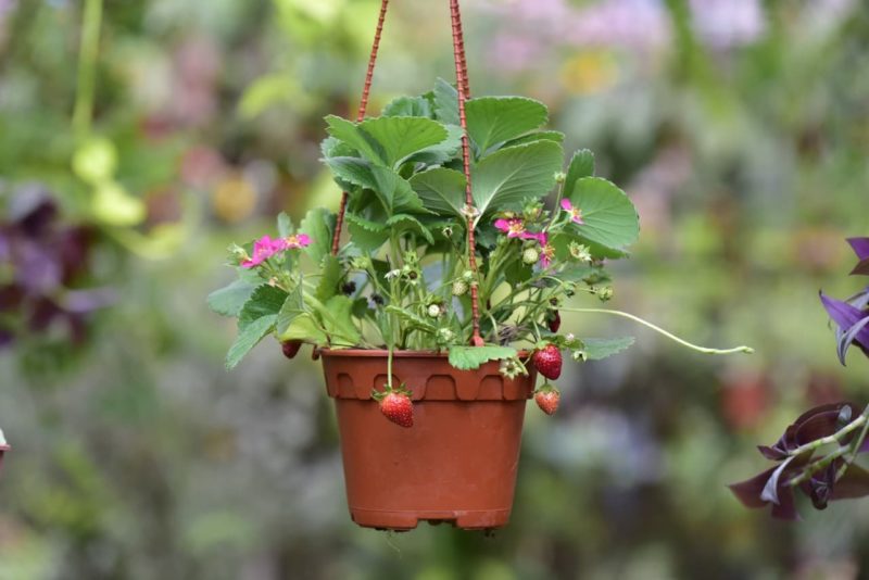 Growing Strawberries In Hanging Baskets In 7 Steps