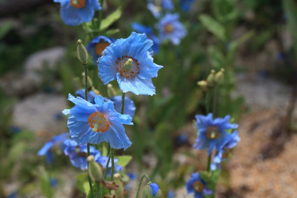 Himalayan blue poppy plants with crimped blue petals and orange stamen at their centre