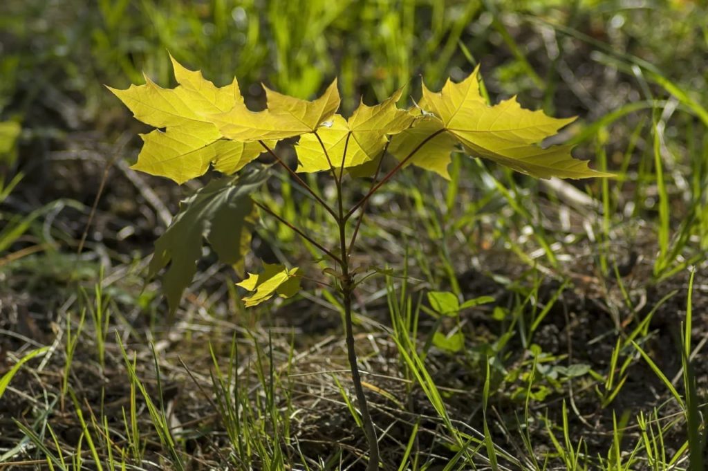 young sycamore sapling with light green palmate leaves growing in a grassy field