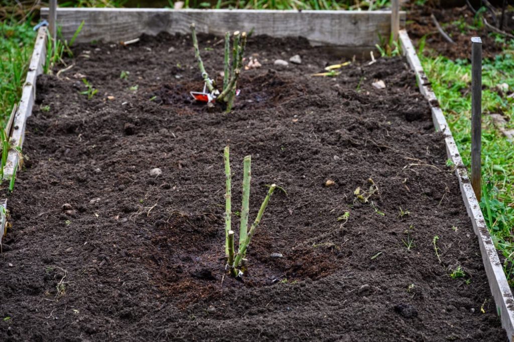a raised bed with fresh compost containing two bare-root rose shrubs that have recently been transplanted