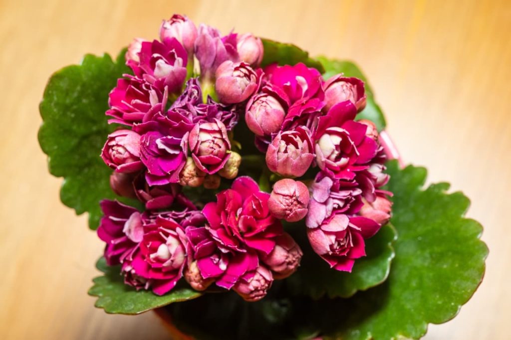 pink flower buds of a Kalanchoe blossfeldiana opening up