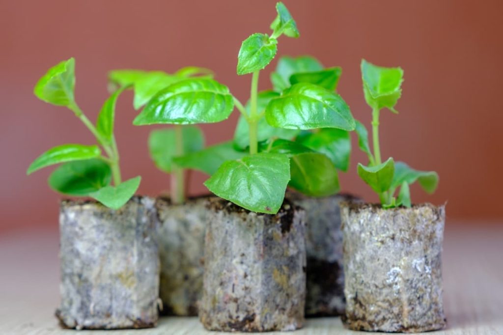 green fuchsia seedlings growing in seed discs indoors in front of a peach wall