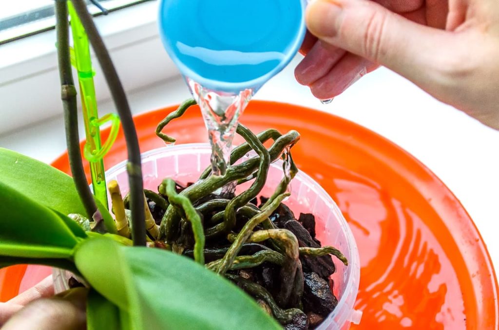water being poured from a blue cup directly onto the thick roots of an orchid plant