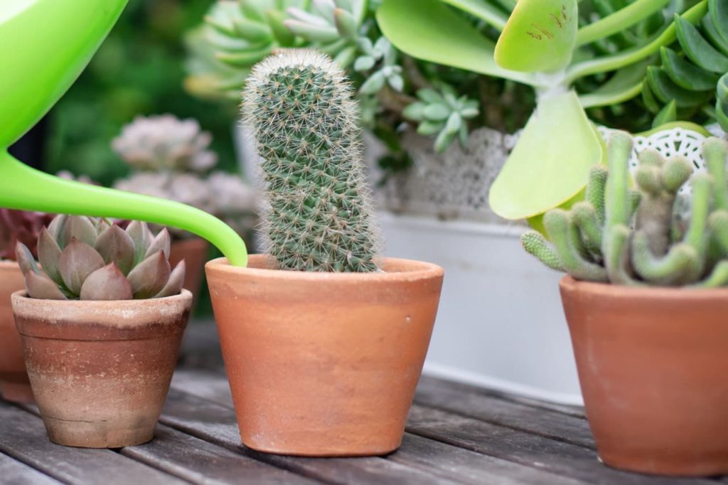 cylindrical shaped cladode of a small cactus covered in white fine spines growing in a pot next to succulents