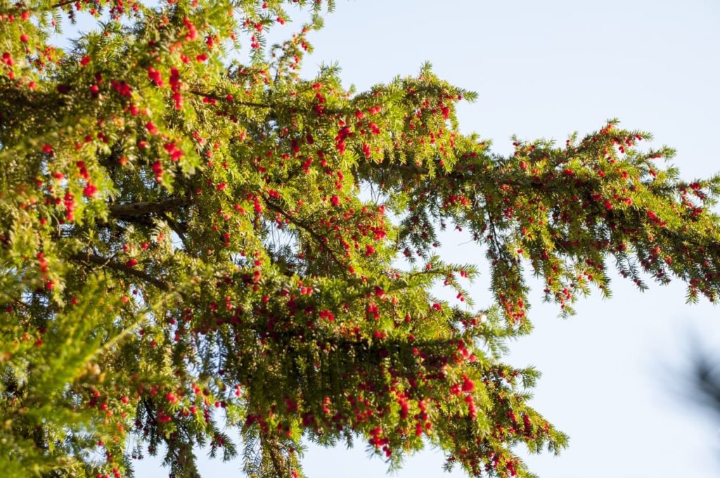 large yew with yellowy-green foliage and red fruits adorning wooden branches 