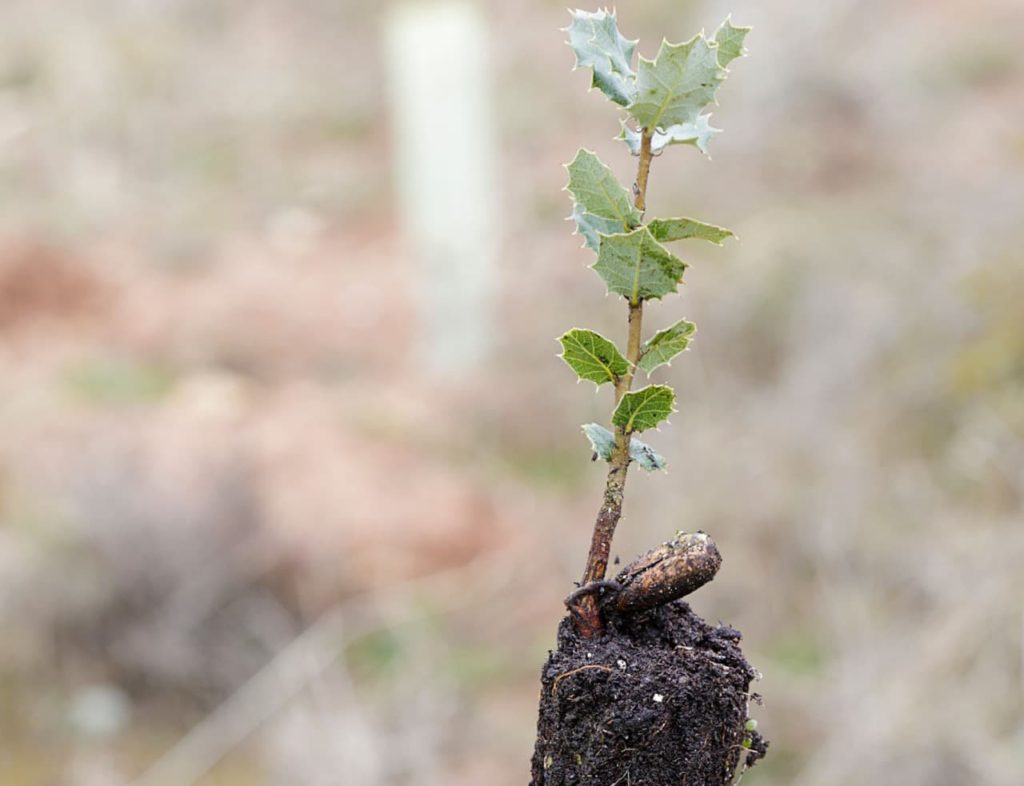 a young, propagated Ilex cutting bearing spiky leaves
