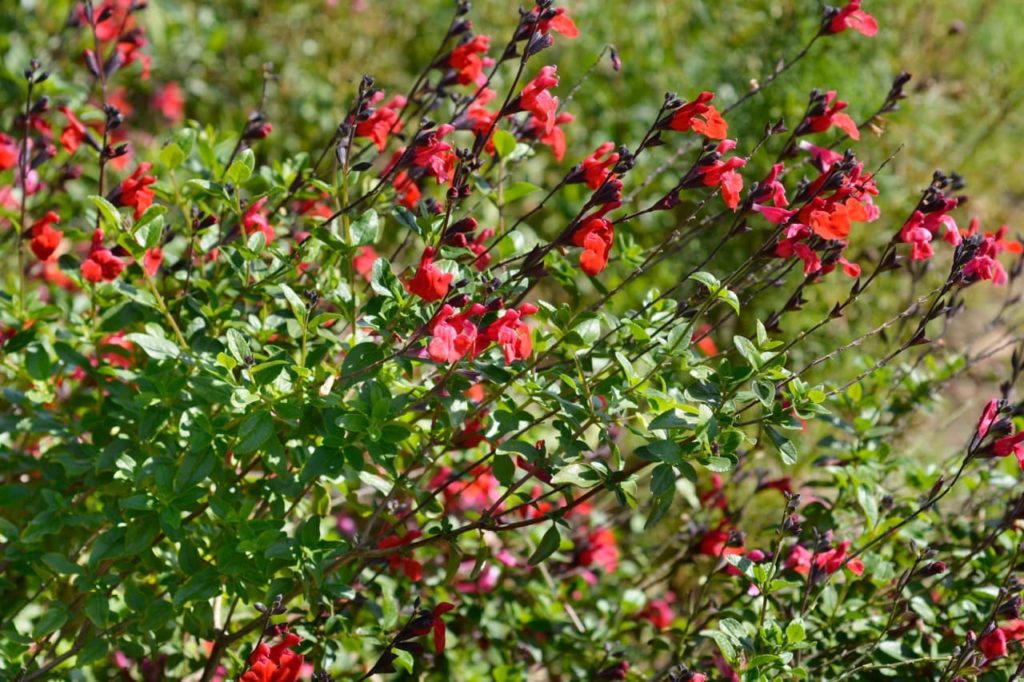 S. greggii 'Royal Bumble' with small green leaves and red blooms atop black stems