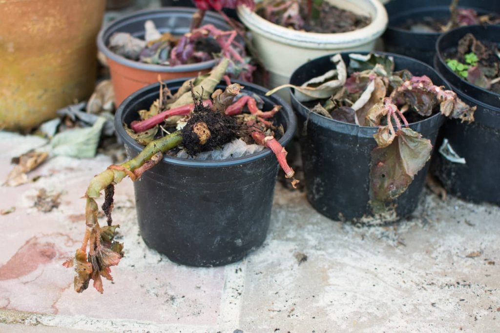 begonia tubers in the winter months that have died back revealing green and red stems and brown leaves