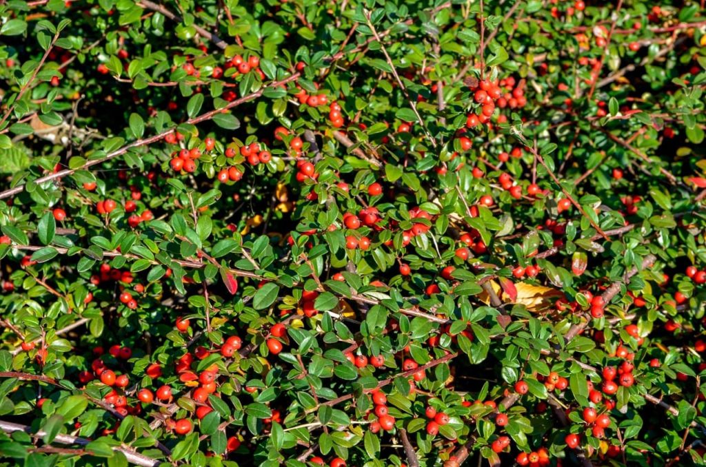 round red berries and small glossy lanceolate leaves covering the woody branches of a Cotoneaster conspicuus shrub