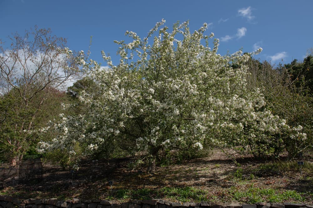 white flowering crab apple tree growing in open ground