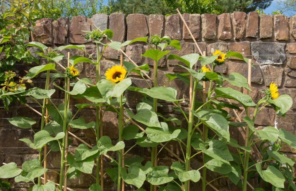 yellow and brown sunflowers with upright stems growing along bamboo supports against a brick wall