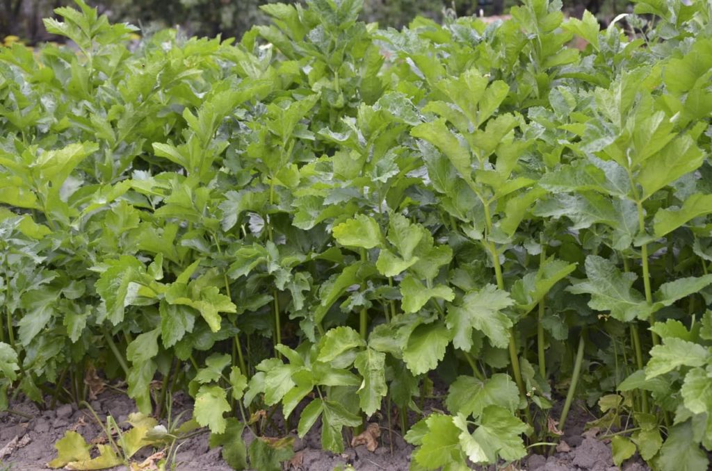 upright stems of Pastinaca sativa plants with lots of leafy growth