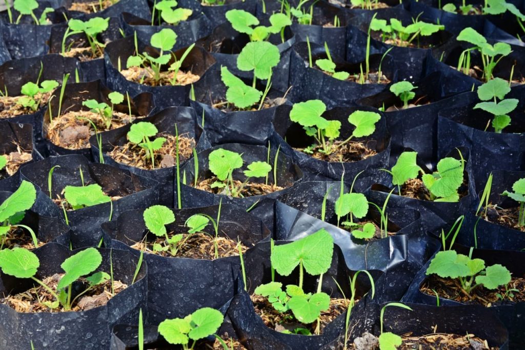 hollyhocks being grown in large, black, plastic sacks