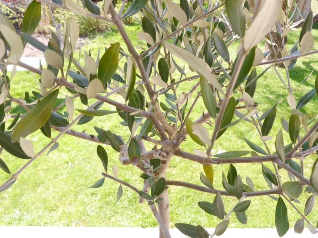 branches and foliage of Olea europaea 'Frantoio' tree