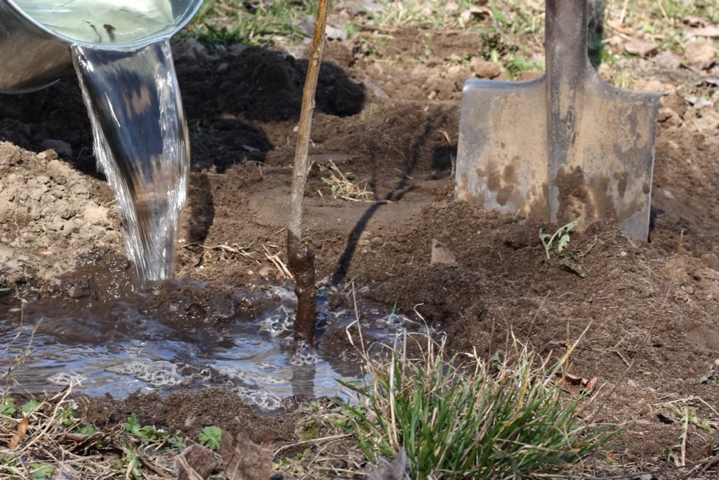 a bucket of water being poured at the base of a young fruit tree