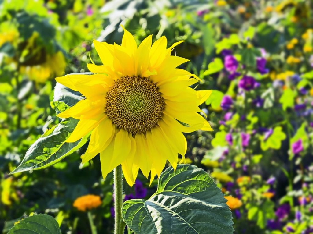 a large helianthus annuus flower with bright yellow petals