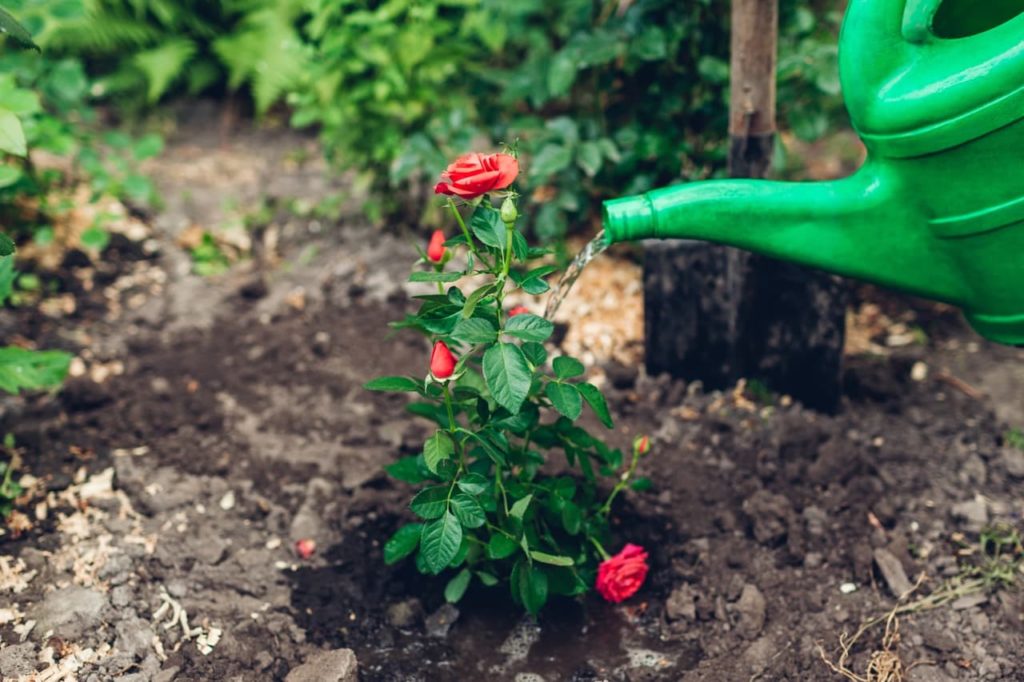 green watering can pouring water onto a recently transplanted flowering rosa