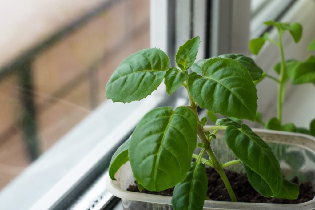serrated heart-shaped leaves from a fuchsia plant growing in a plastic tub by a window