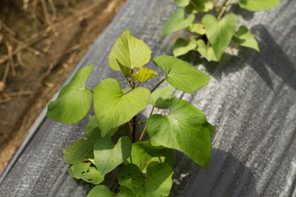 a black tarp covering the roots of sweet potato plants