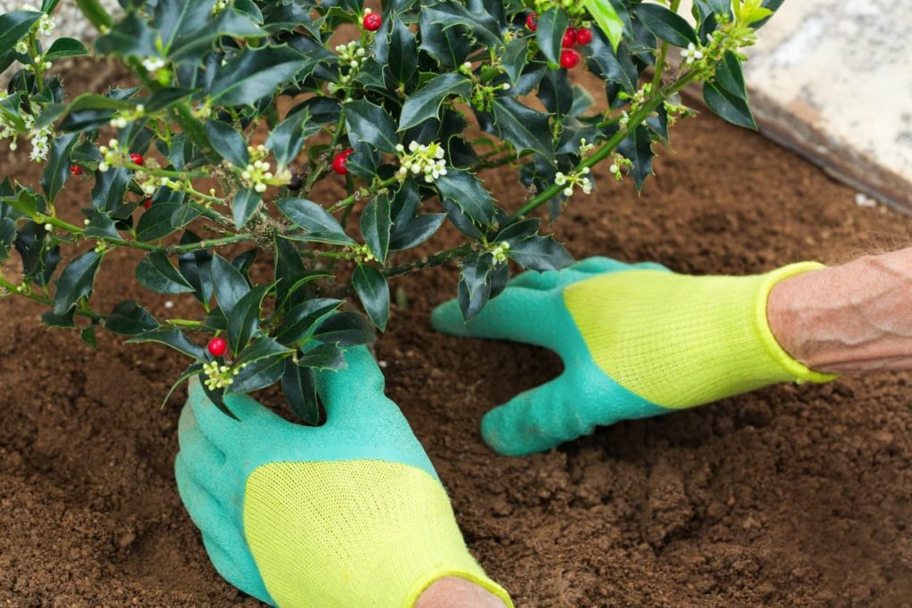 a gardener planting a young holly shrub with tiny white flower buds and red berries into well-tilled soil