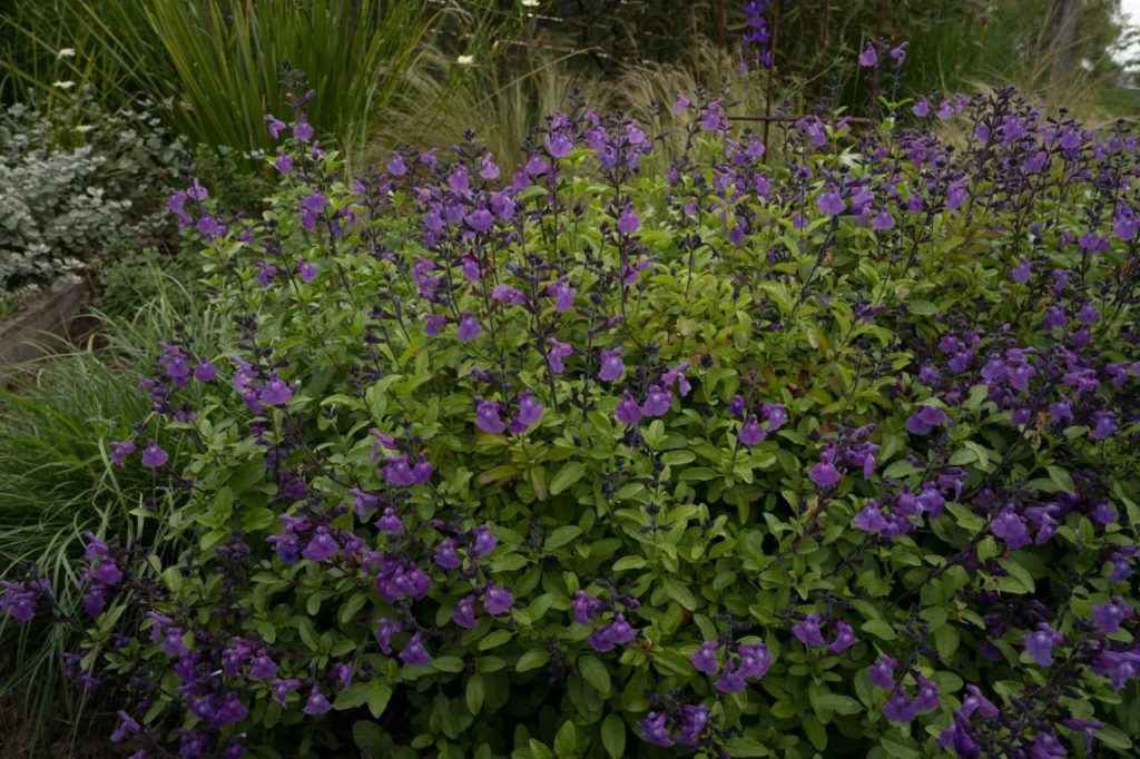 overgrown shrubby Salvia microphylla with ovate leaves and purple flowers